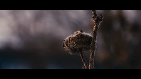 Calmness Shot On Canon 600D Cinematic Short Film EF S 18 55mm