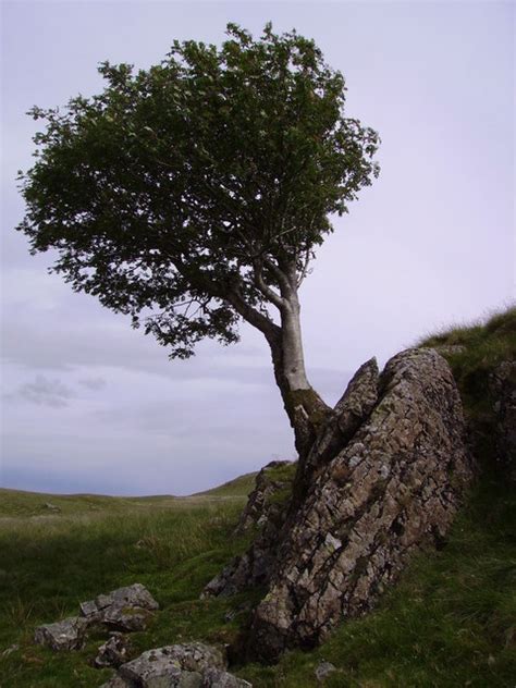 The Rowan Tree Mysticism And Lore Precision Tree Landscape