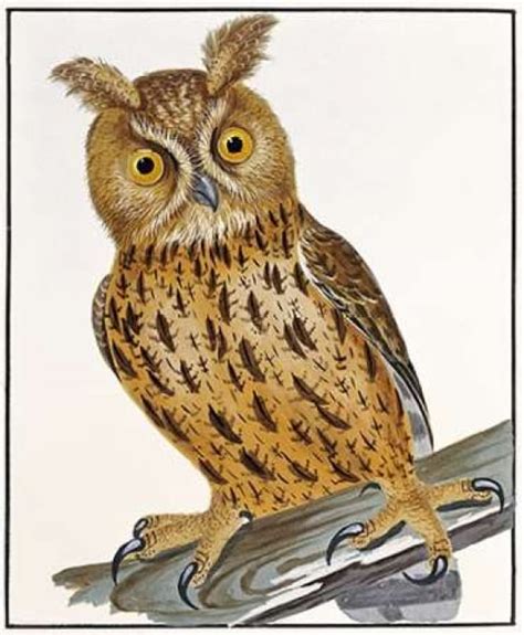 Owl Poster Print By William Lewin