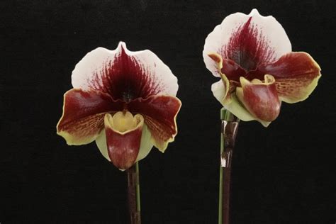 Yahoo Paph Firefall