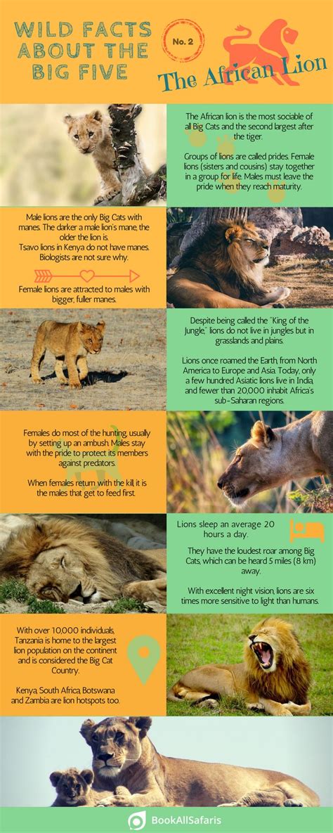 Wild Facts About The Big Five No 2 The African Lion Infographic