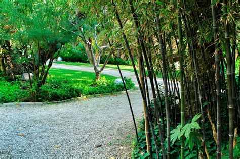 Bambu Preto Na Panela Compre Phyllostachys Nigra Plantamus Nursery