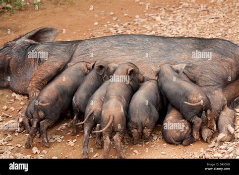 Cerda Negra Sus Cerditos Lactantes Fotograf A De Stock Alamy