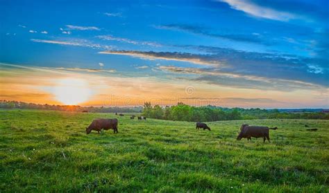 Cows Grazing In Field At Sunset Stock Image Image Of Livestock