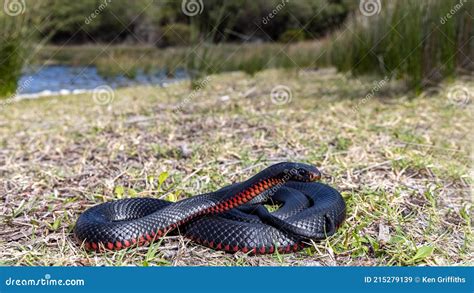 Red Bellied Black Snake Stock Image Image Of Porphyriacus 215279139