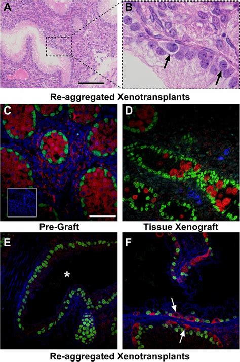 Germ Cells Are Present In Re Aggregated Rat Fetal Testis Download