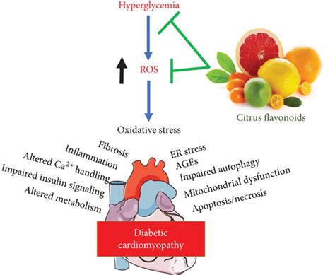 Citrus Flavonoids Protect Against Hyperglycemia Induced Ros In The