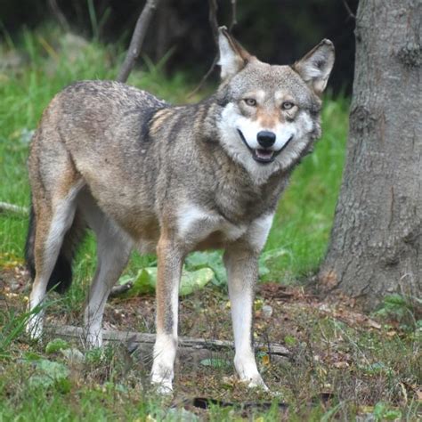 Red Wolf | Akron Zoo