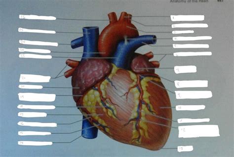 Review Sheet Exercise 30 Anatomy Of The Heart Flashcards Online Degrees