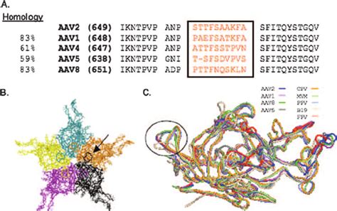 Hi Loop Comparison Of Various Aav Serotypes And Autonomous