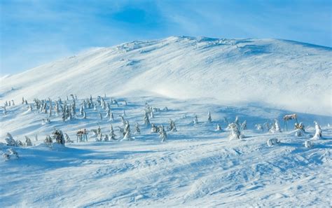 Abetos nevados gelados e teleférico na colina da manhã de inverno