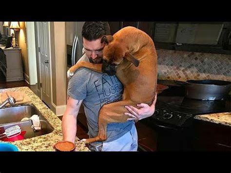 Cute Dog Can't Stop Hugging Their Human - Cute Animal Show Love