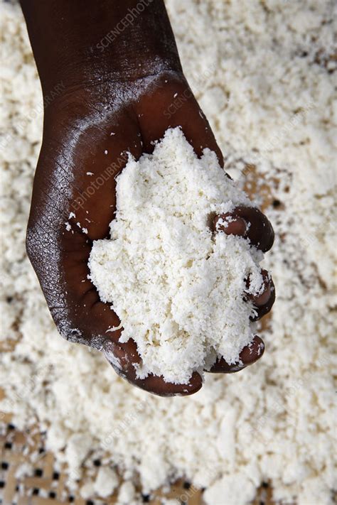 Woman Making Cassava Flour Benin Stock Image C0244298 Science