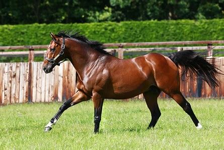 Frankel (GB) - Horse Profile - BloodHorse