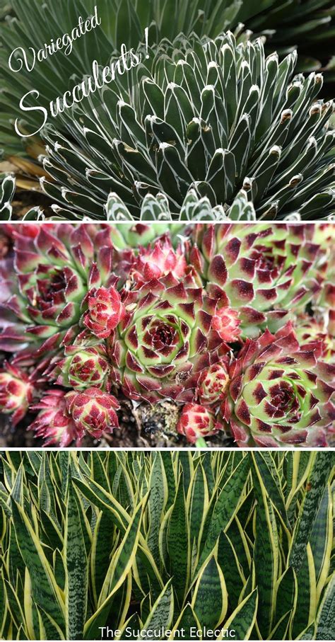 Rosette Succulent Types Identification Infographic Artofit