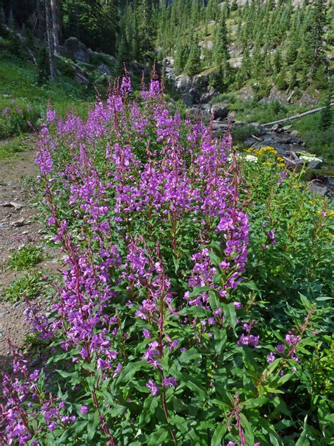 Southwest Colorado Wildflowers Chamaenerion Angustifolium