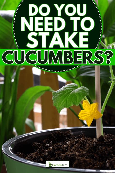 Do You Need To Stake Cucumbers Essential Tips For Better Yield