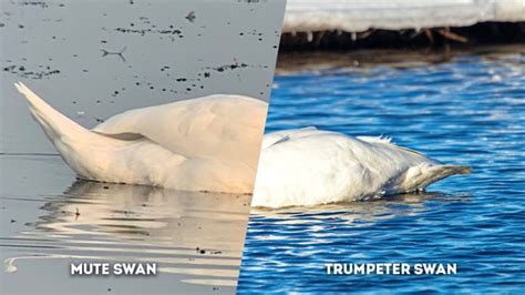 Mute Swan Vs Trumpeter Swan What S The Difference The Worlds Rarest