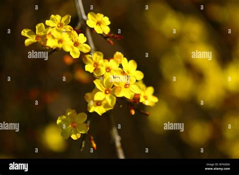 Winter Jasmine Hi Res Stock Photography And Images Alamy