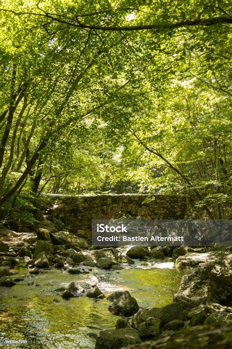 Seonamsa Buddhist Temple In The Forest Suncheon South Korea Stock Photo - Download Image Now ...