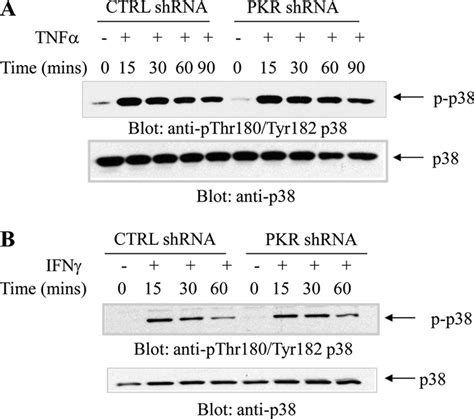 Tnf Or Ifn Dependent Activation Of P Mapk Is Pkr Independent