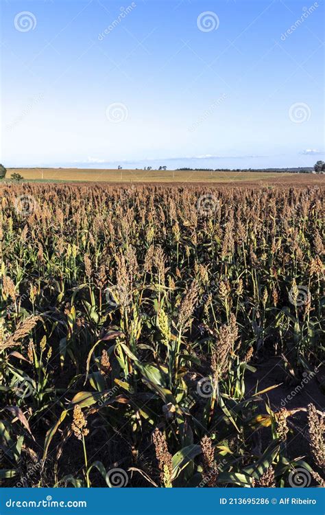 Mature Sorghum Field Stock Photo Image Of Brazilian 213695286