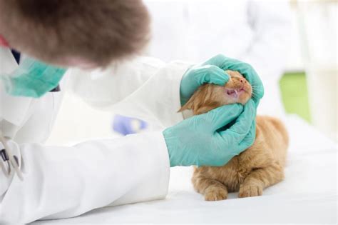 Anemia Em Gatos Sintomas E Tratamento