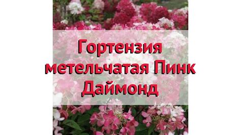 Гортензия метельчатая Пинк Даймонд 🌿 Посадка. саженцы, крупномеры ...