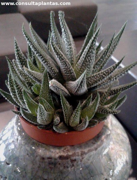 Haworthia Pumila O Haworthia Margaritifera Cuidados