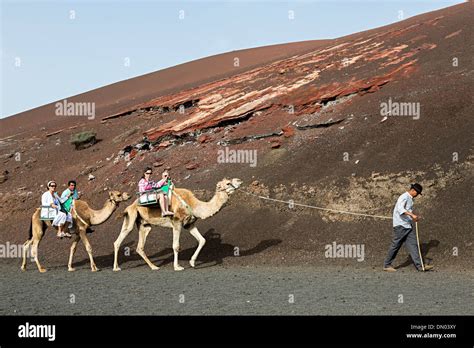 Camel Ride Timanfaya Lanzarote Hi Res Stock Photography And Images Alamy