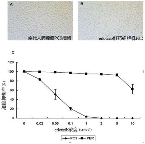 一种自噬抑制剂在肺癌治疗中克服耐药的方法及其应用与流程