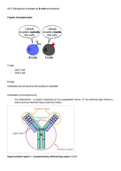 IM 3 IM 3 Recognition Of Antigen By B Cells And Antibody 2 Types Of