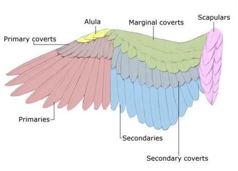 Natural Chicken Keeping Guide To Feather Anatomy And Coloration