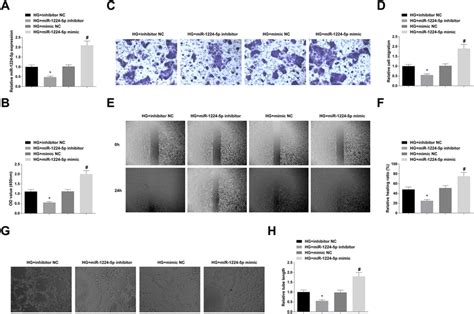 Depletion Of Mir P Is Suppressive For Hrmec Activities Under Hg