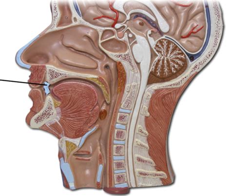 Oral Cavity Flashcards Quizlet