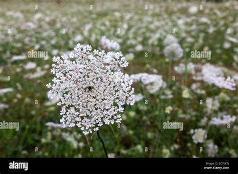 Wild Carrot Daucus Carota Wild Flower Weed Also Known As Queen Anne