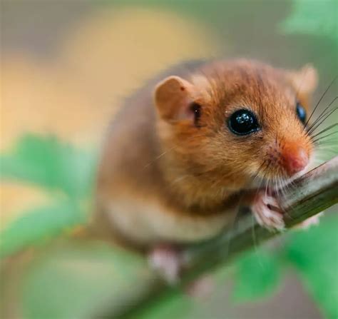 Hazel dormouse | ZSL