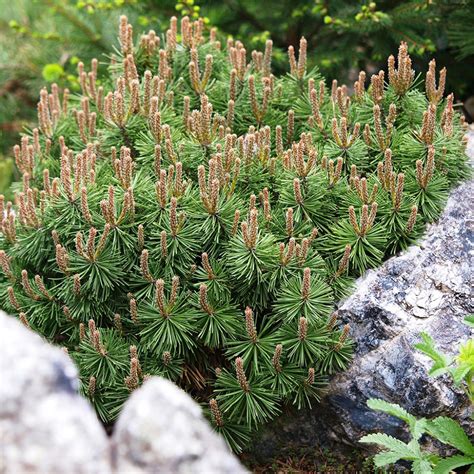 Pinus Mugo Mops Pin Des Montagnes Dense Au Port Presque Sphérique