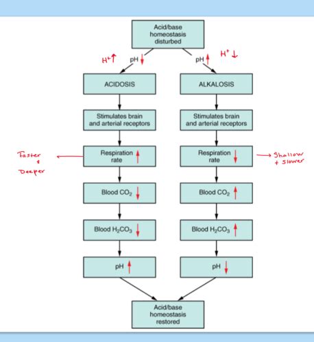 Final Exam Acid Base Im Balance Abgs Flashcards Quizlet