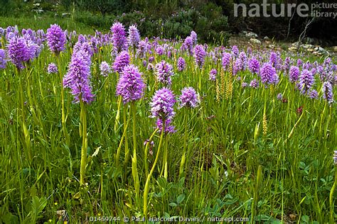 Stock Photo Of Naked Man Orchid Orchis Italica In Flower With Man