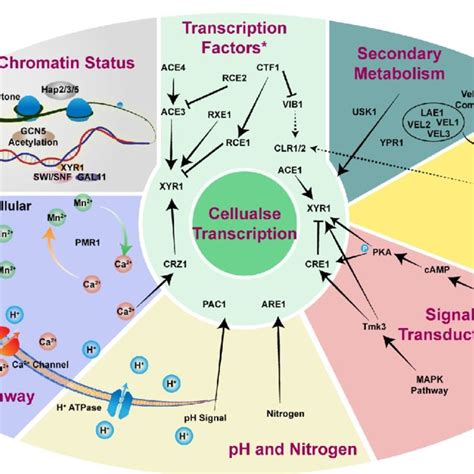 Cellulase Regulation At The Transcription Level In T Reesei