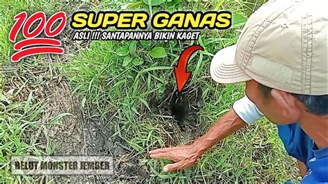 Belut Ganas Umpan Baru Masuk Langsung Main Sambar Aja Asli Bikin