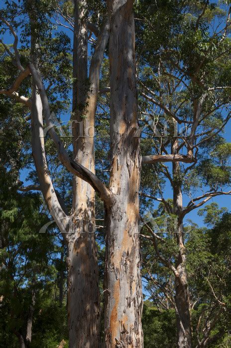 Karri Eucalyptus Diversicolor Trees Near Margaret River