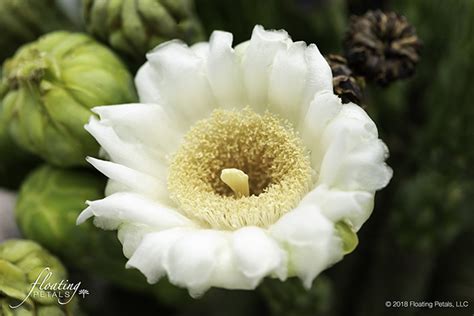 Saguaro Cactus Flower | Floating Petals Wednesday's Flower