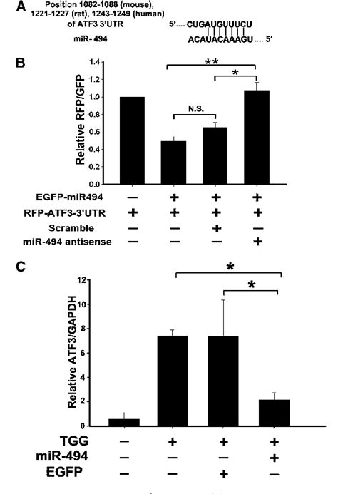 Figure 1 From MicroRNA 494 Reduces ATF3 Expression And Promotes AKI