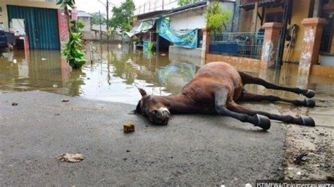 Kisah Seekor Kuda Mati Karena Nekat Terobos Banjir Sang Kusir Pingsan