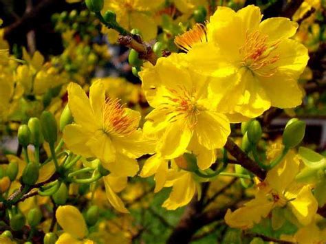 Beautiful Vietnam’s Tet Flower Photos