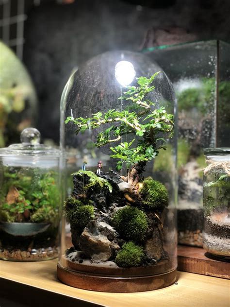 Mini Bonsai In Dome Terrarium Homemydesign