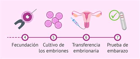 Proceso De Fiv Desde La Fecundaci N Hasta La Transferencia Embrionaria