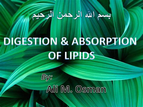 Digestion Absorption Of Lipids Ppt